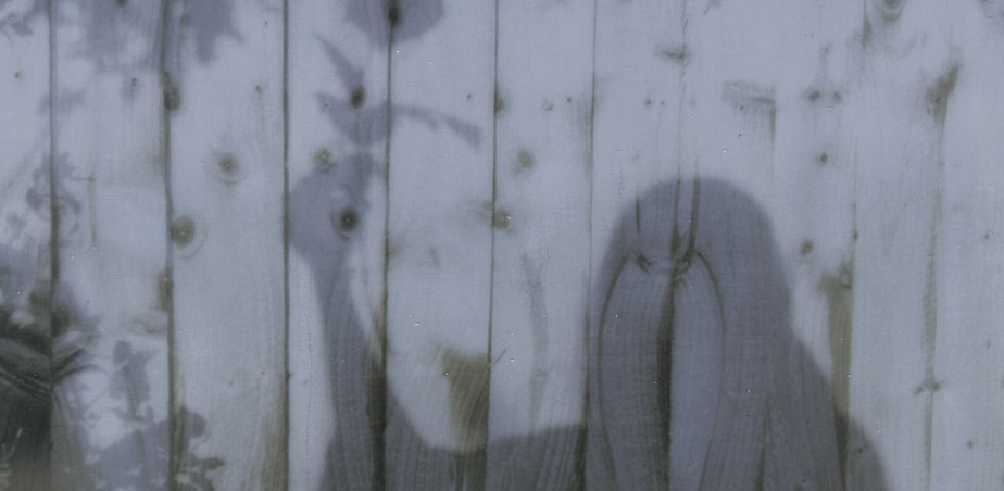 This is a blue/grey image of a wooden wall or fence, the texture and knots of the wood visible. A darker shadow of a person holding a flower in their left hand, raised above their head is cast on the wall/fence. Shadows of plants are also on the left of the image.