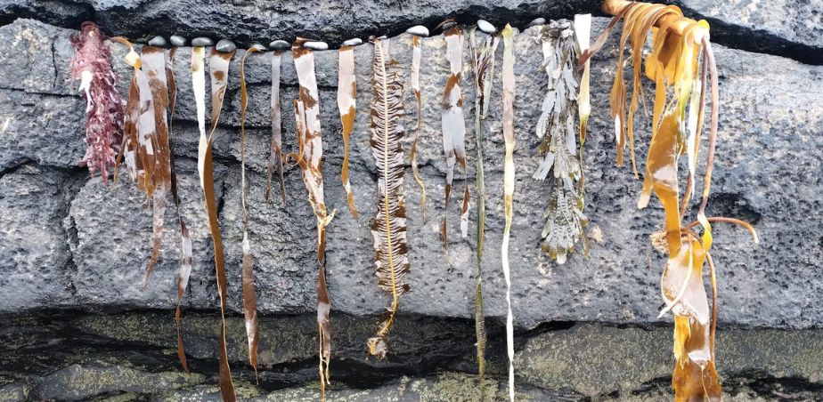 Strands of seaweed hang on a rock from Mermaid path project with Rathlee National School and Jo Lewis