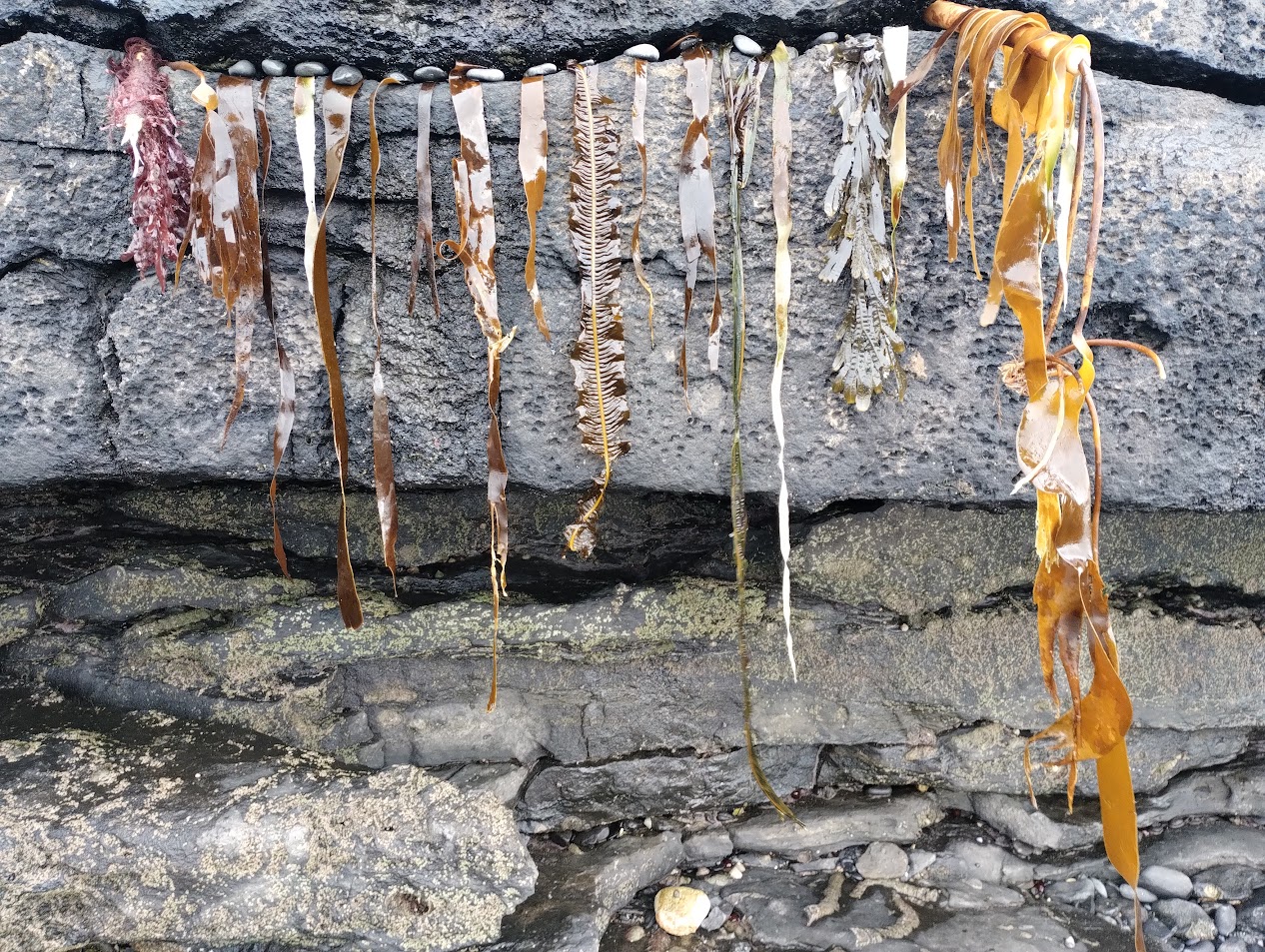 Strands of seaweed hang from a rock for Mermaid's part project with Rathlee National School, Co Sligo and Jo Lewis artist