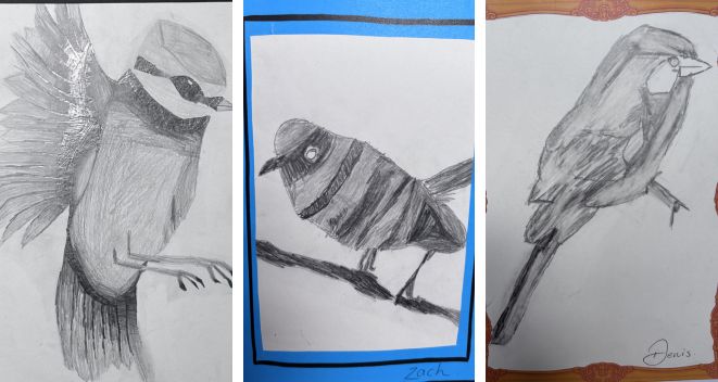 3 pencil drawings of birds for Creativity in the Classroom
