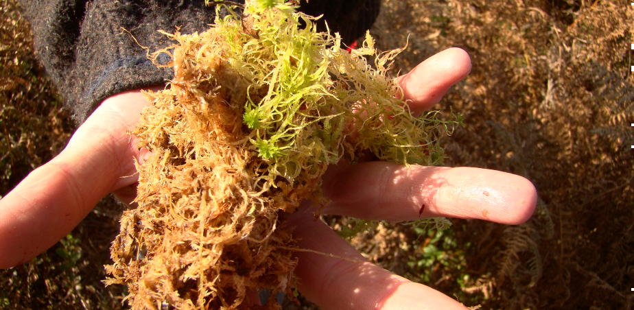 Image credit: Artist Tunde Toth. Sphagnum moss from a raised bog preservation site – exploring natural environments.
