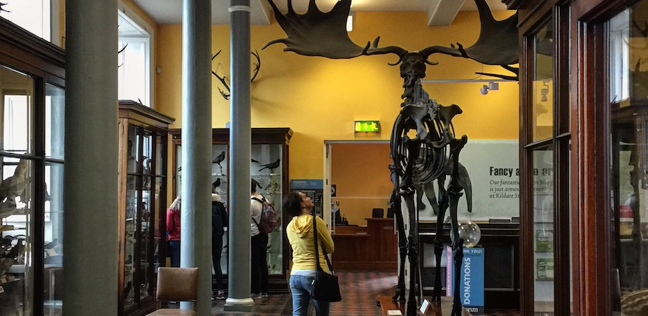 Elk skeleton at the Dead Zoo, Dublin