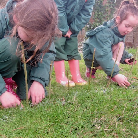 Planting the Willow Cuttings